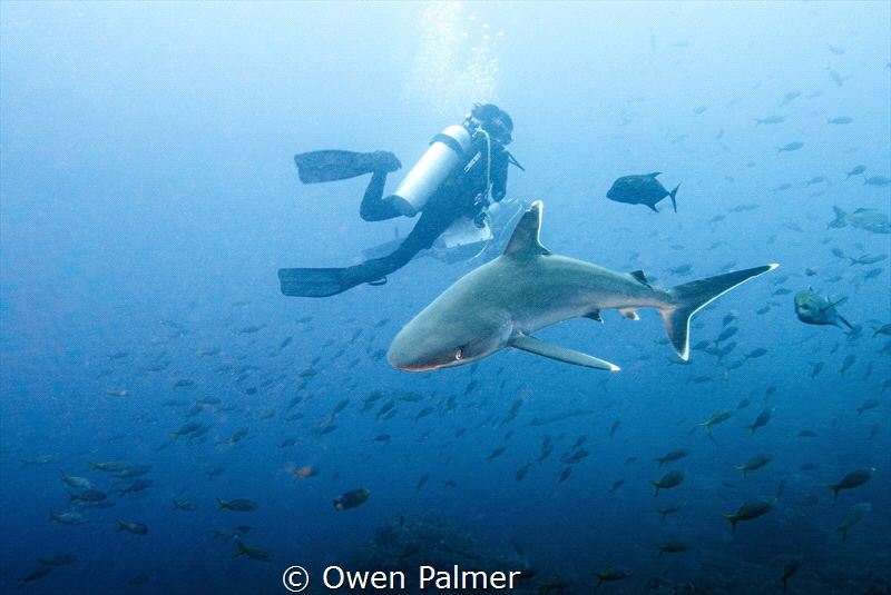 "Silvertip"
Silvertip Shark
Socorro Island, Mexico
Pan... by Owen Palmer 
