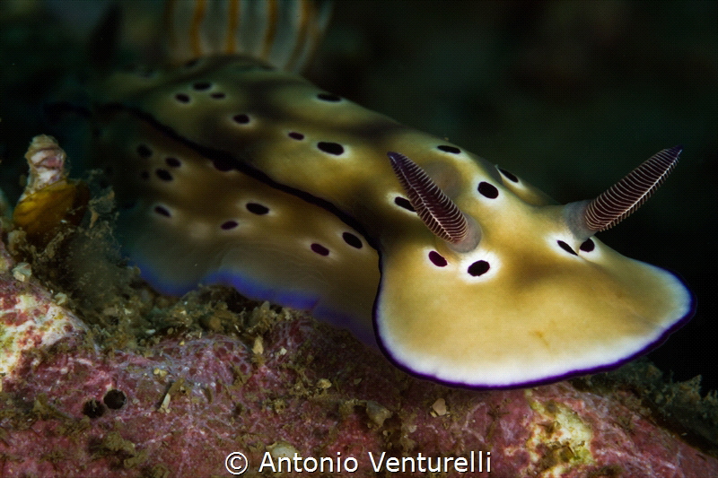 Hypselodoris tryoni nudibranch_ Nha Trang _Feb 2024
(Can... by Antonio Venturelli 