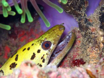 Undulated Moray, taken at Anemone Reef between Phuket and... by Tobias Reitmayr 