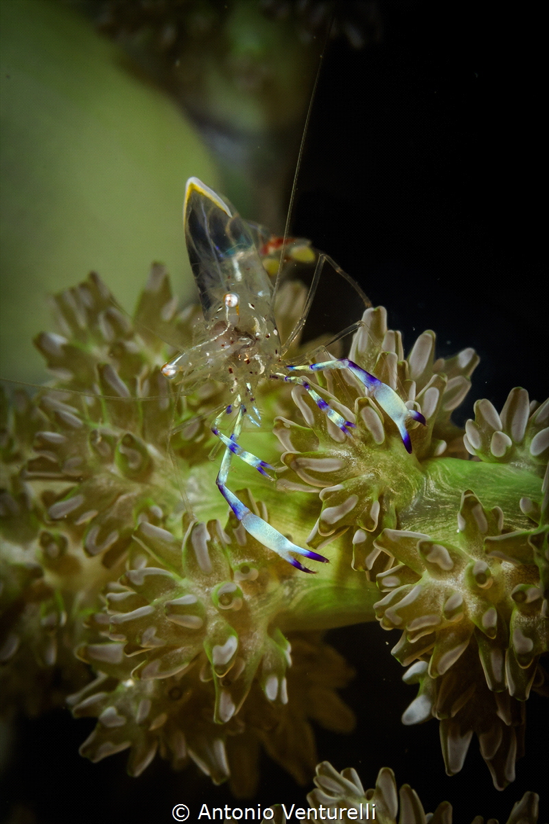 Detail of a beautiful transparent glass ghost shrimp stop... by Antonio Venturelli 