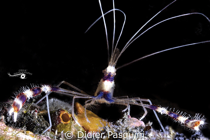 STENOPUS HISPIDUS 
REUNION 2022 by Didier Pasquini 