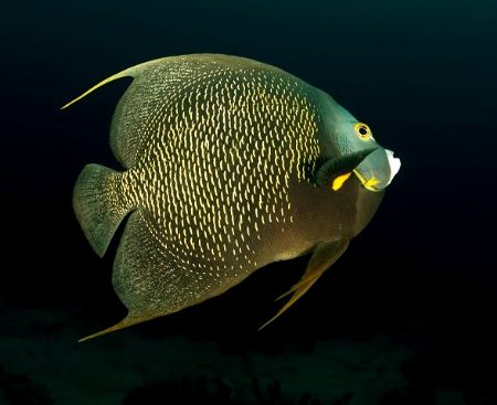 French Angel - Close in wide angle shot at molasses reef ... by Michael Salcito 
