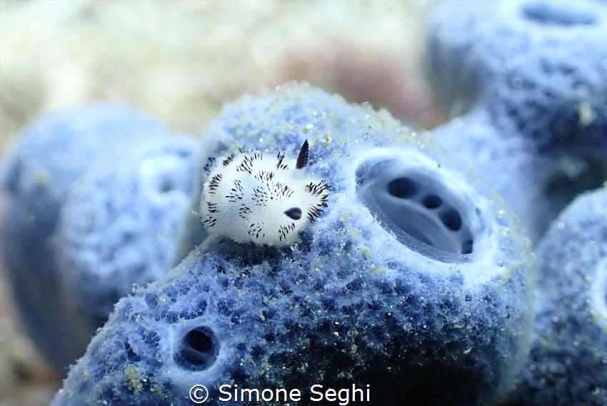 Nudibrach, Anilao, Philippines by Simone Seghi 