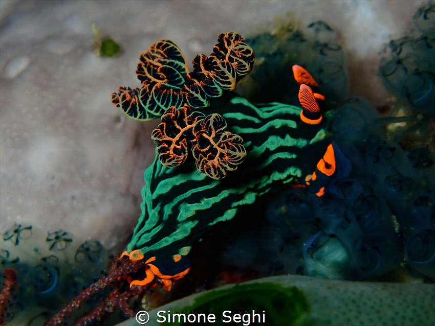 My Nudi mate by Simone Seghi 