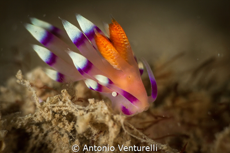 Coryphellina exoptata nudibranch _Feb 2024
(Canon 100,1/... by Antonio Venturelli 