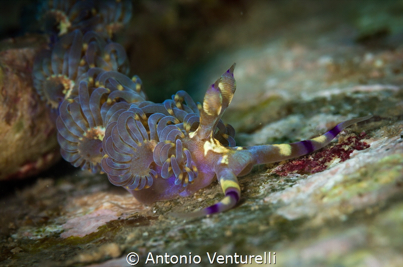 Blue dragon nudibranch (Pteraeolidia semperi).Due to its ... by Antonio Venturelli 
