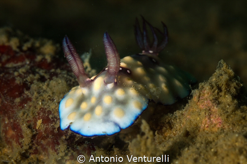 Goniobranchus hintuanensis nudibranch _Jan 2024
(Canon10... by Antonio Venturelli 