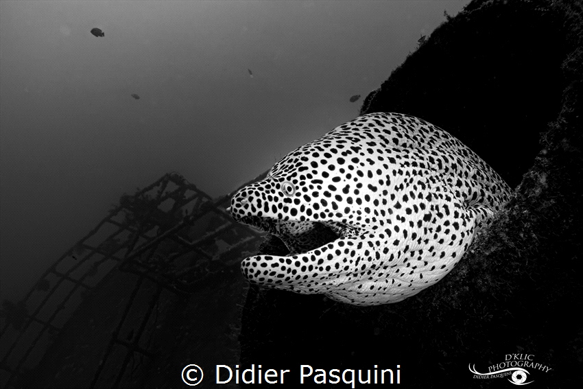 MURENE LEOPARD - Gymnothorax favagineus 
Mauritius 2023 by Didier Pasquini 