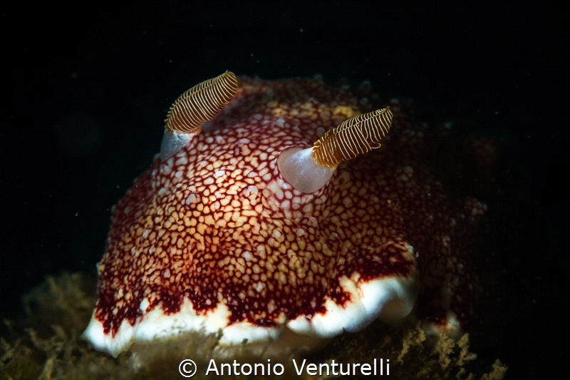Goniobranchus reticulata nudibranch_ Nha Trang_2024
(Can... by Antonio Venturelli 