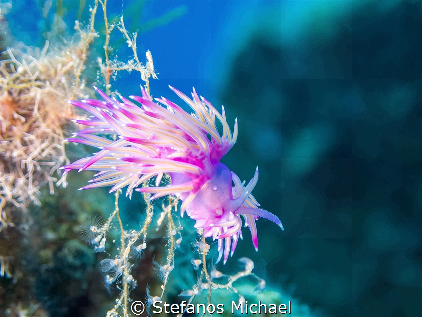 Aeolid Nudibranch - Flabellina affinis by Stefanos Michael 