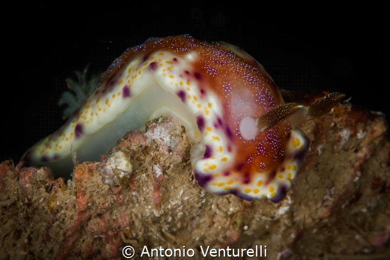 Goniobranchus collingwoodi ( named also G. tumulifera) Th... by Antonio Venturelli 