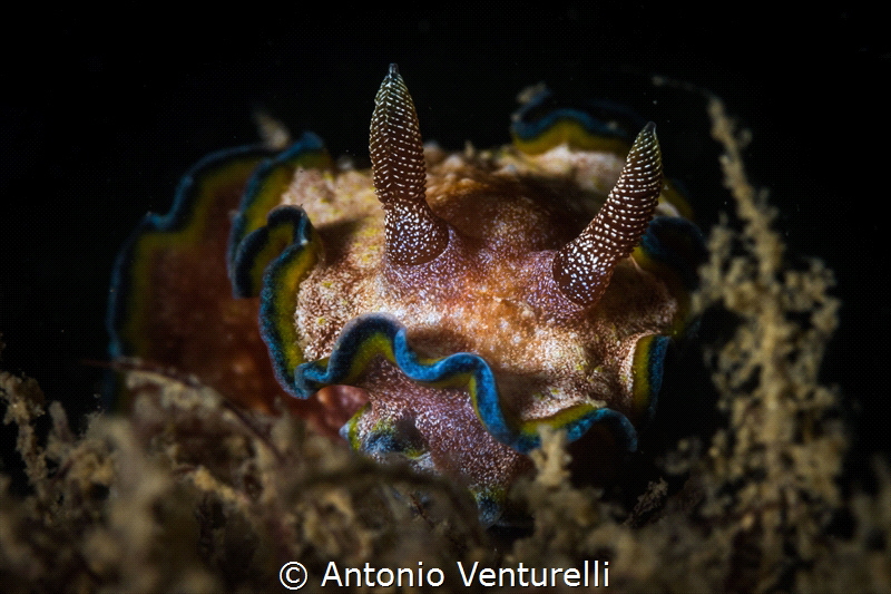 Glossodoris cincta nudibranch_Jan 2024
(Canon100, 1/200,... by Antonio Venturelli 