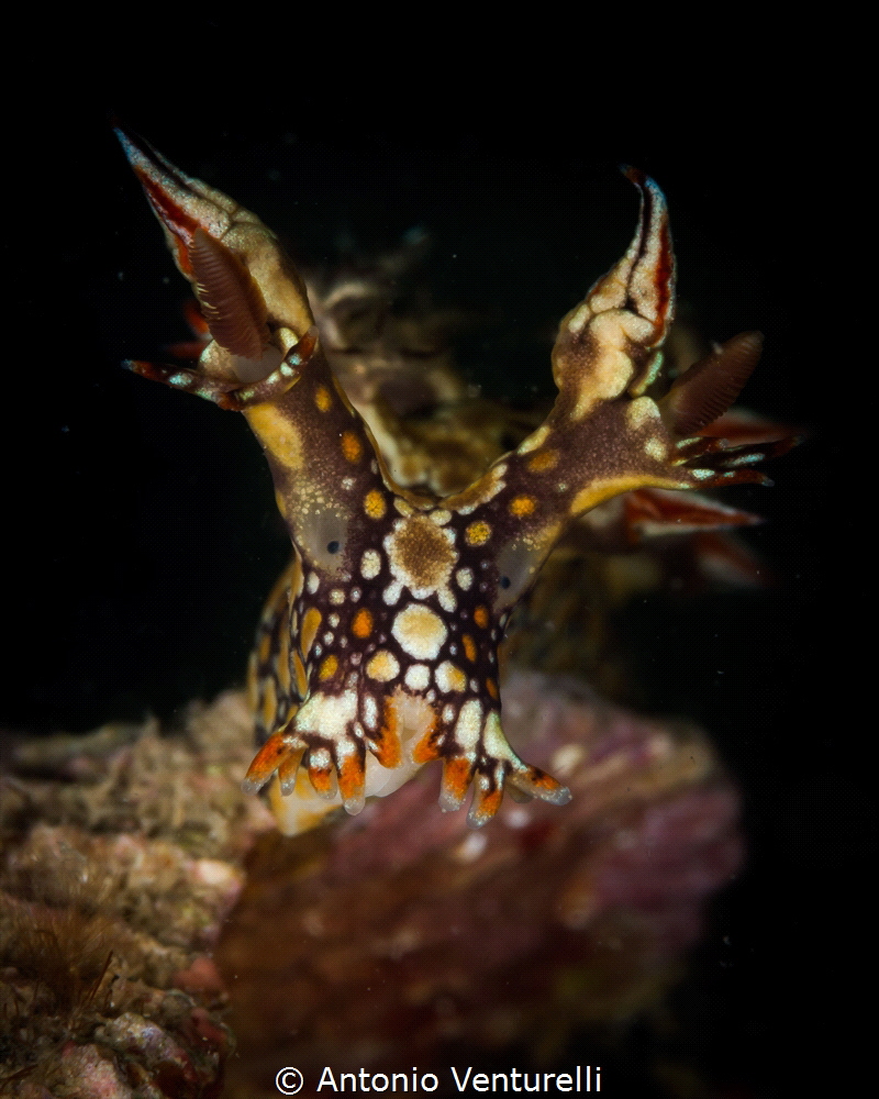 Bornella anguilla nudibranch_Feb 2024
(Canon100,1/200,f1... by Antonio Venturelli 