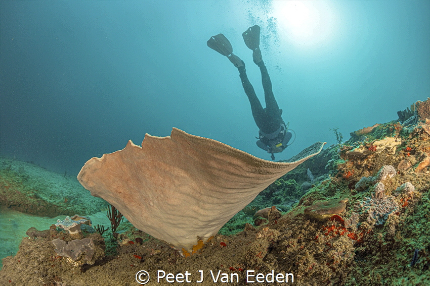 funnel shape coral by Peet J Van Eeden 