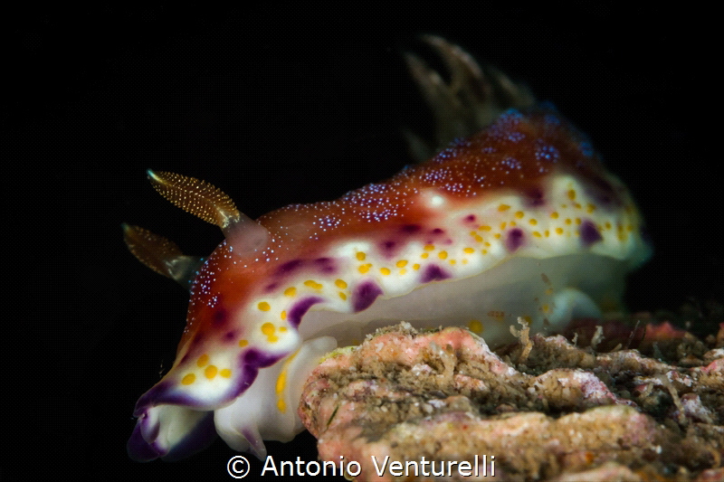A low angle shot for this specimen of Goniobranchus colli... by Antonio Venturelli 