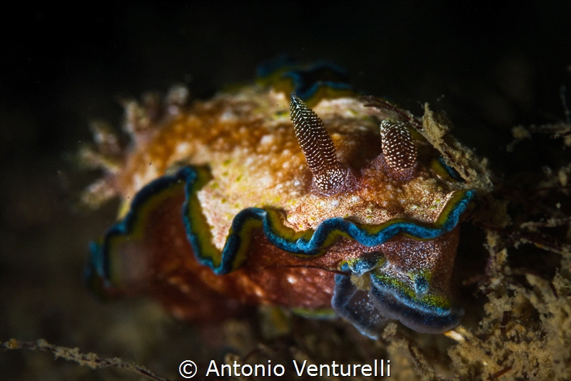 Glossodoris cincta_Jan 2024
(Canon100,1/200,f14,iso100) by Antonio Venturelli 