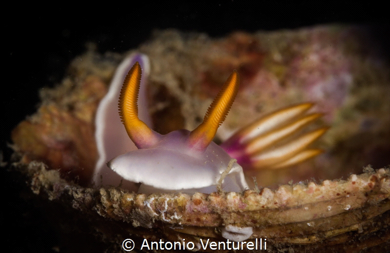 Hypselodoris bullokii nudibranch_March 2024
(Canon100, 1... by Antonio Venturelli 