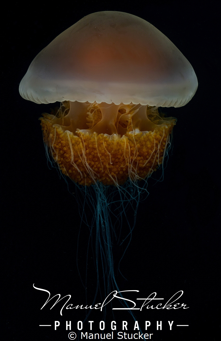 Don't touch me! by Manuel Stucker 