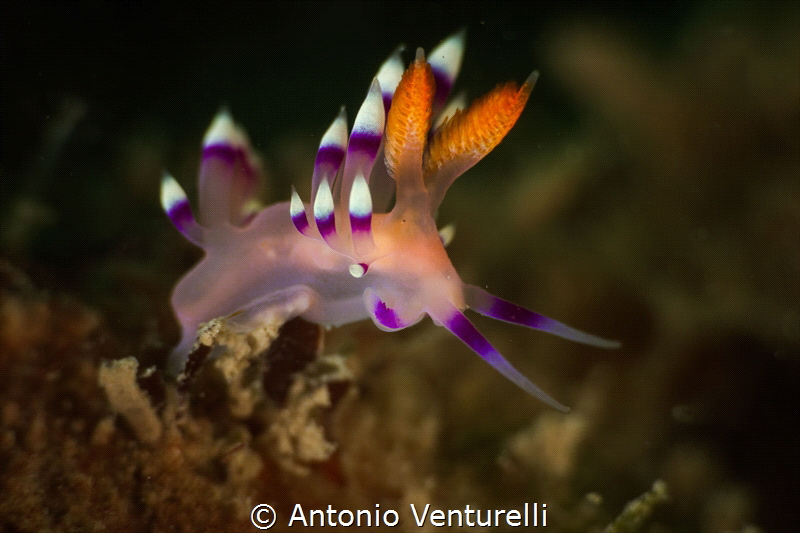 Coryphellina exoptata. I took a few to practice with the ... by Antonio Venturelli 