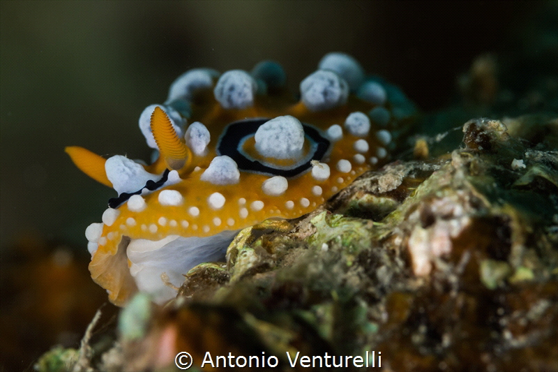 Phyllidia ocellata nudibranch_March 2024
(Canon100,1/200... by Antonio Venturelli 