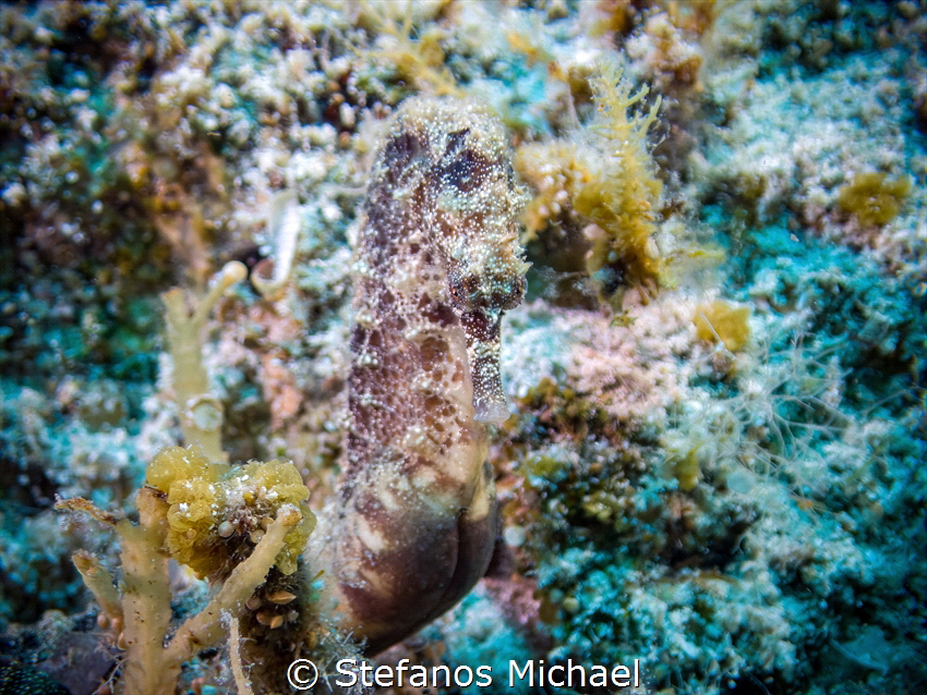 Sea pony - Hippocampus fuscus by Stefanos Michael 