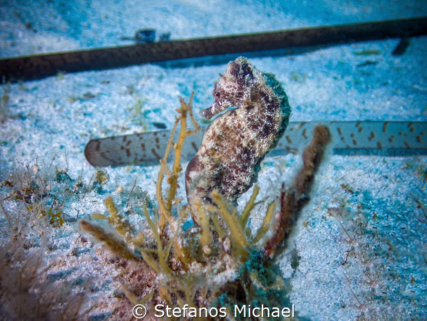 Pregnant Sea pony - Hippocampus fuscus by Stefanos Michael 