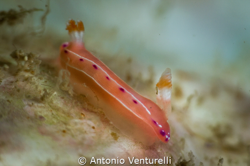 Hypselodoris maculosa_Nha Trang_March 2024
(Canon100,1/2... by Antonio Venturelli 