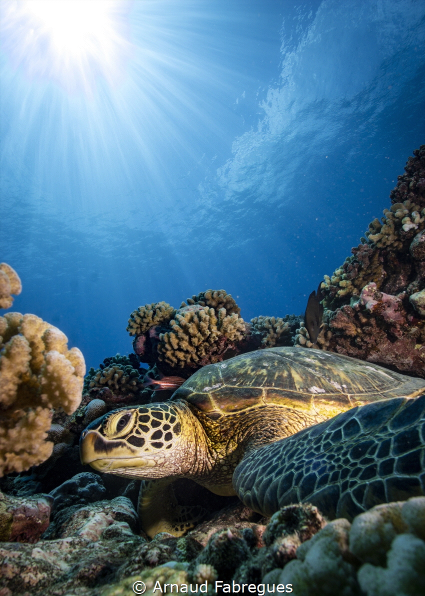 Green turtle in Moorea by Arnaud Fabregues 