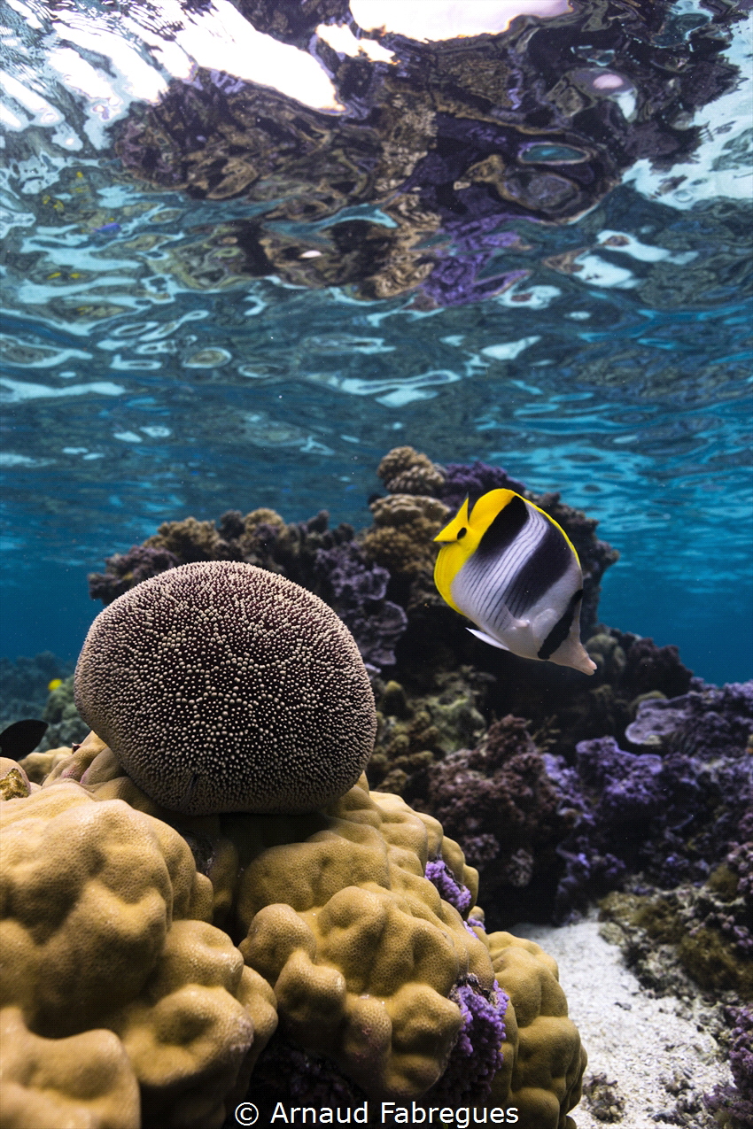 Reef meeting by Arnaud Fabregues 