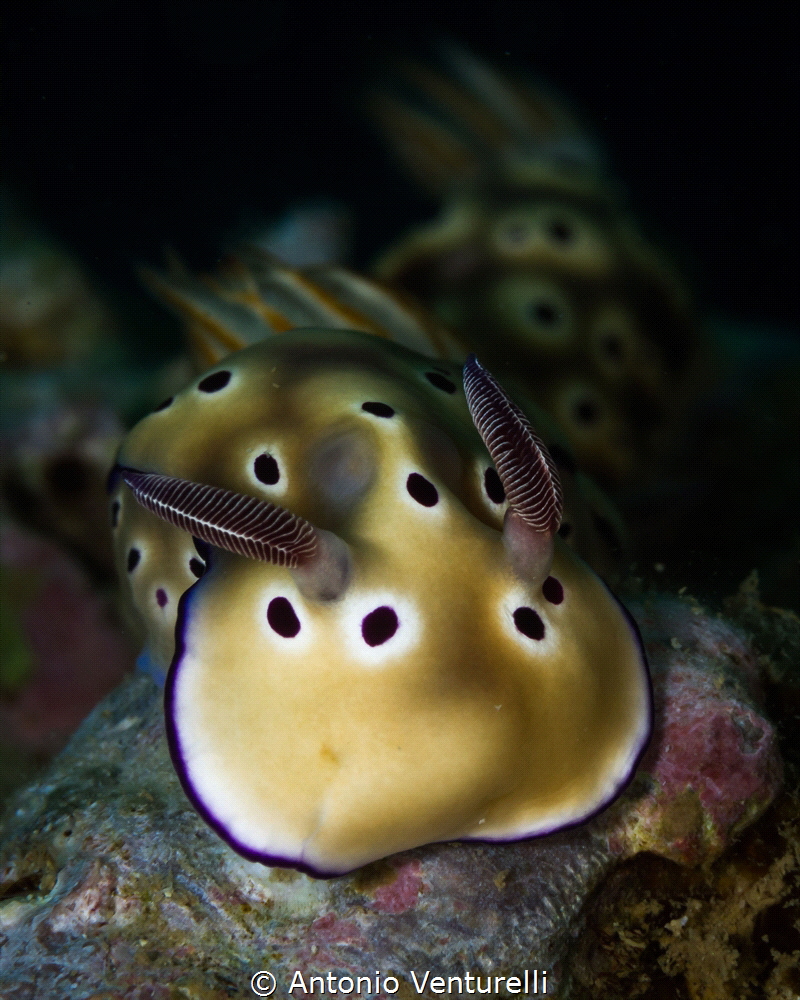 Hypselodoris tryoni nudibranch_Nha Trang_Feb 2024
(Canon... by Antonio Venturelli 