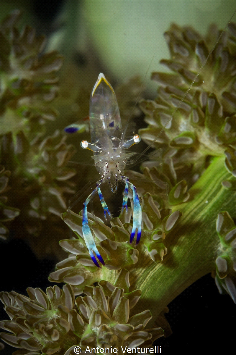 Transparent glass shrimp_Feb 2024
(Canon100,1/200,f16,is... by Antonio Venturelli 