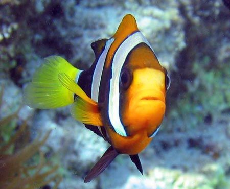Clarkes Anemonefish ... minus the anemone. Ningaloo Reef. by Penny Murphy 