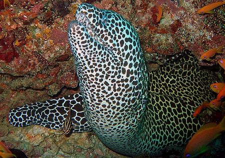 Very friendly honeycombe moray. by Carl Wrightson 