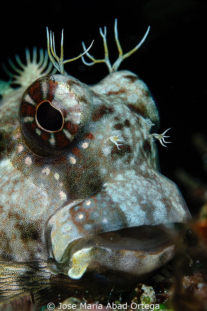 Salarias ceramensis, the Seram blenny or Ceram blenny by Jose Maria Abad Ortega 