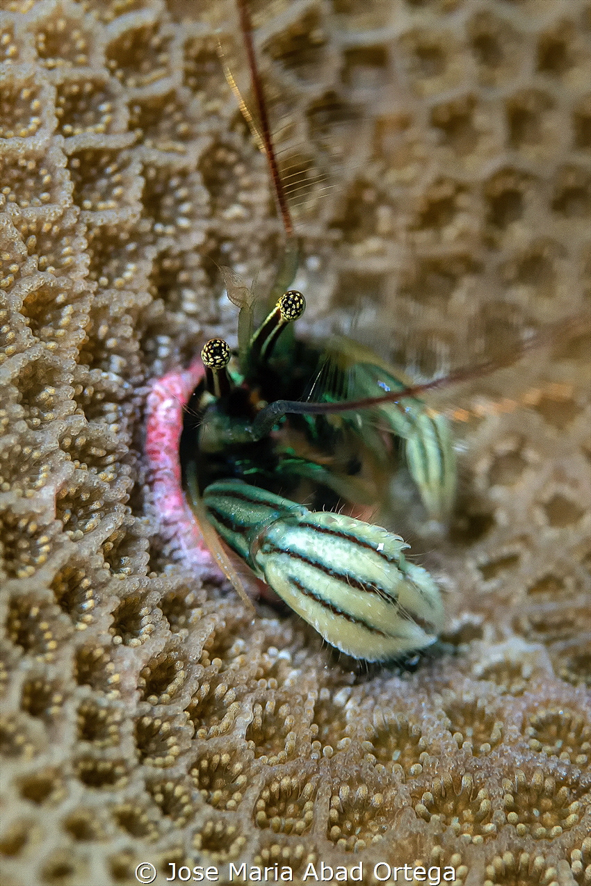 Tiny coral hermit crab
Paguritta vittata by Jose Maria Abad Ortega 