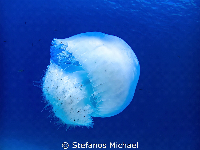 Nomad Jellyfish - Rhopilema nomadica by Stefanos Michael 