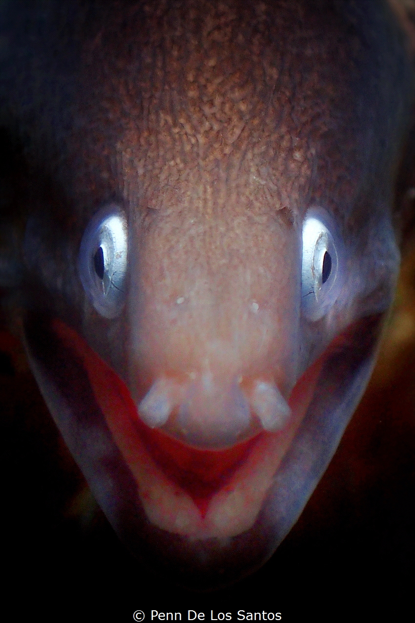 Whaaaaat? by Penn De Los Santos 