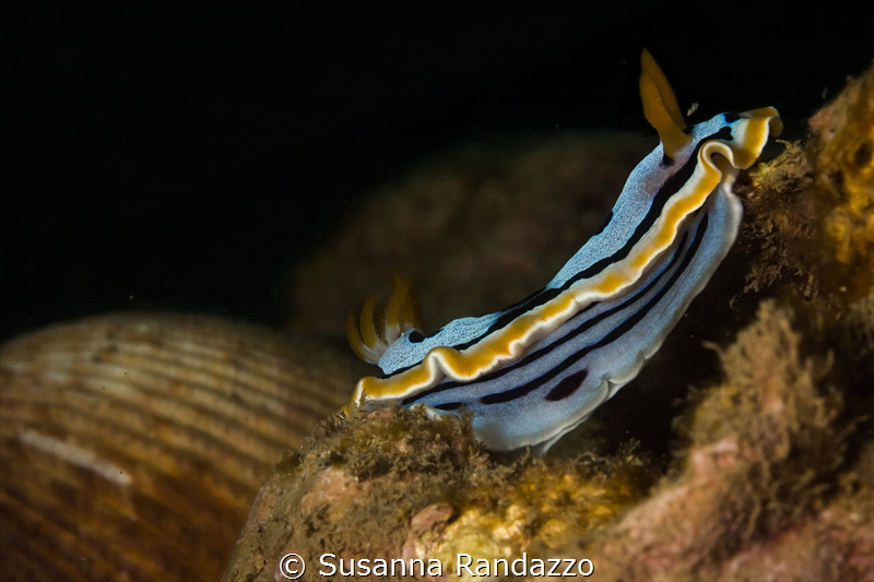 Chromodors quadricolor_Feb 2024
(Canon60,1/200,f16,iso100) by Susanna Randazzo 