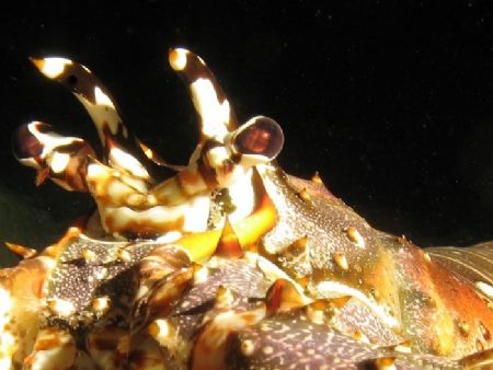 Lobster eyes on night dive. by Carl Matisse 