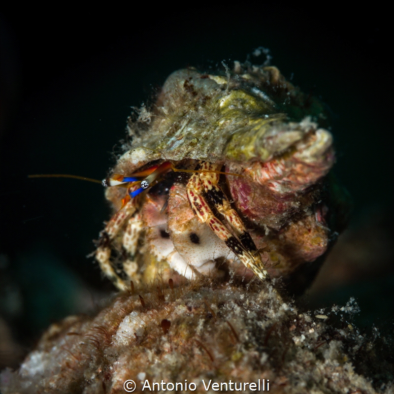 Hermit crab_Havelock Island_April 2024
(Canon100,1/200,f... by Antonio Venturelli 
