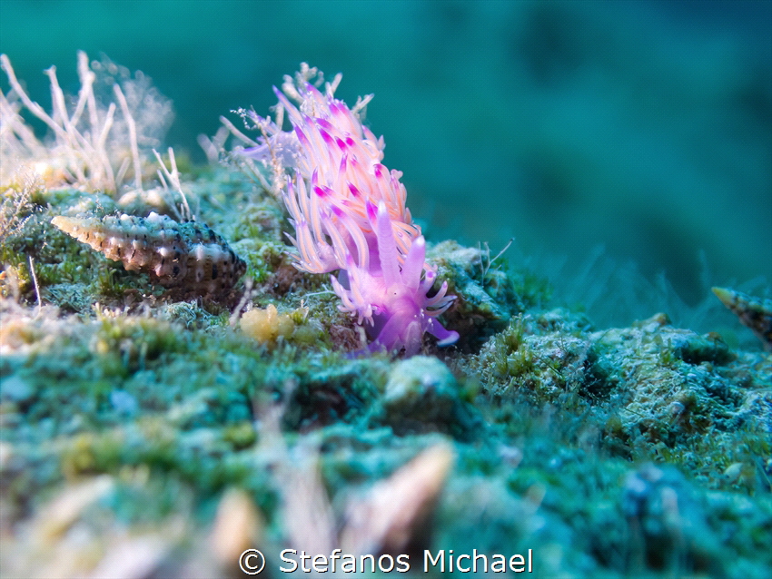 Aeolid Nudibranch - Flabellina affinis by Stefanos Michael 