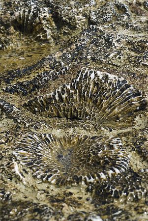 Coral fossils one the shore.
Sharks bay. by Derek Haslam 