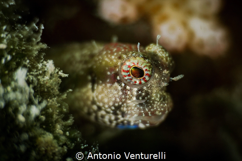 What splendid eyes these little gobies have! They hide in... by Antonio Venturelli 