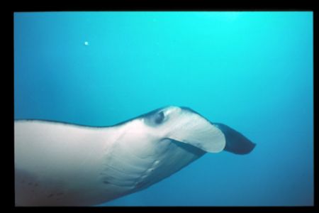 another manta cruising through the reef. by Andy Kutsch 