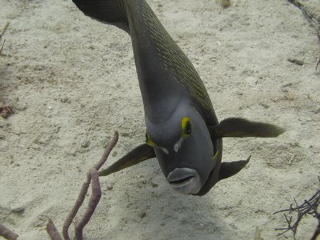 French Angelfish taken with a Canon SD700 digital elph wi... by Sheryl Checkman 
