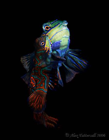 Mating Mandarins in Malapascua ! 6 dives and 6 hours wait... by Alex Tattersall 
