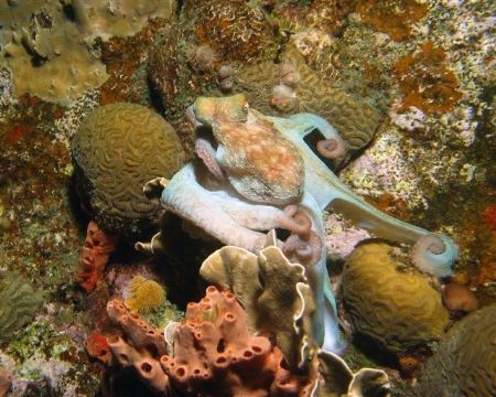 Octopus at night, shot with Canon G3, Ikelite strobe. by Jon Doud 