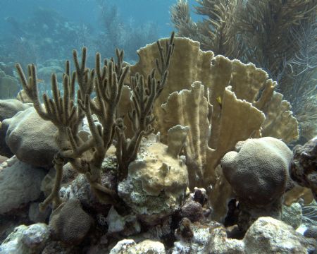This shot was taken in about 15 fsw of water on a shallow... by Barbara Lloyd 