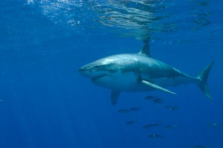 Great White @ Guadalupe by Andy Lerner 