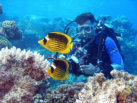 Striped butterfly fish and my buddy, Nikki, taken at Shar... by Anel Van Veelen 